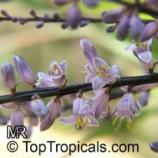 Image result for Cordyline stricta