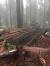 Giant Sequoia