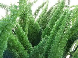 Warmer, humid air and daily misting will help revive it. Asparagus Fern Plant How To Take Care Of Asparagus Ferns Dummer Garden Manage Gfinger Es La App De Jardineria Mas Profesional