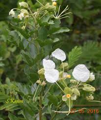 Image result for Cadaba glaberrima