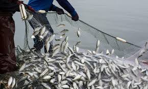What is Overfishing? Facts, Effects and Overfishing Solutions
