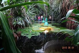 Palmiarnia poznańska cieszy się ostatnio ogromnym zainteresowaniem wśród mieszkańców. Palmiarnia Poznanska Picture Of Palmiarnia Poznanska Palmenhaus Poznan Tripadvisor
