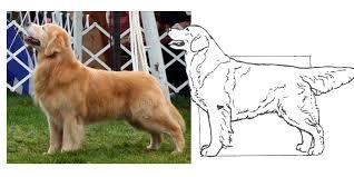 We did not find results for: Judging The Golden Retriever Northern Flyway Golden Retriever Club