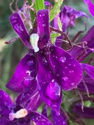 Image result for foto Lobelka