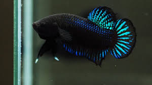 10 tips cara menjaga ikan laga dengan betul. 15 Budidaya Ikan Cupang Aduan Bagi Pemula Arenahewan Com
