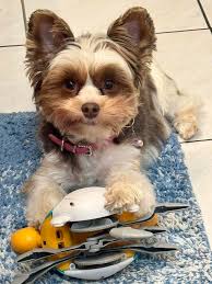 Introduction of Sophie the Yorkie