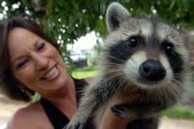 Raccoons in the United States