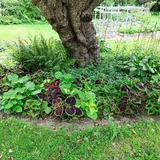 Image result for Coleus meyeri