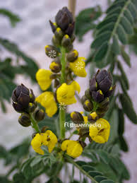 Image result for Senna didymobotrya