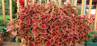 Image result for Coleus