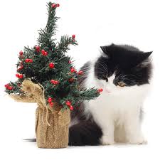 There are a few unpleasant smells and cat urine is one of them. 10 Surprising Smells That Cats Hate Lovetoknow