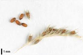 Image result for Sporobolus