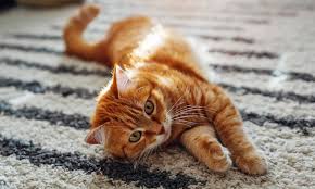 ‪The Science Behind Cat Colors and Genetics | Zoetis Petcare‬‏