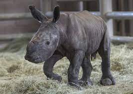 Just behind the river hippos' beach, you'll find a most unusual animal: Historic Birth Of Southern White Rhino At San Diego Zoo Safari Park Visit Escondido Visitor Information Locals Welcome