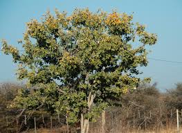 Image result for Philenoptera nelsii