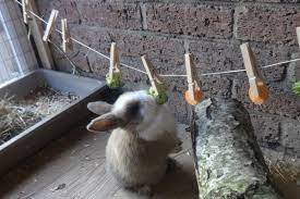 Vous devez vous assurer que les jouets que vous donnez à votre lapin répondent à ses besoins, comme l'envie de mâcher ou de creuser. Atelier Diy 3 Jeux Maison Pour Mon Lapin Blog