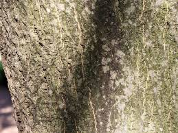 Image result for Ptaeroxylon obliquum