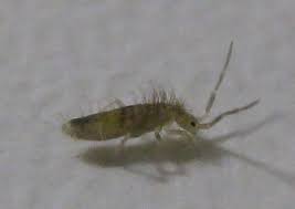Strani animaletti neri piccolini tipo formiche in giro per la casa. Forum Entomologi Italiani Leggi Argomento Minuscoli Insetti Saltanti Attirati Dalla Luce