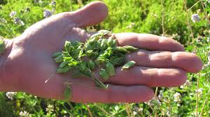Lentils are one of the easiest and most nutritious vegetables you can grow! The Pulse Boom Successful Farming