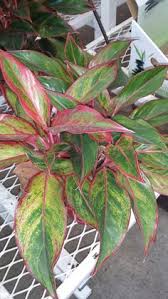 While to add the middle layer, zamia is the best plant to choose from. 9 Tropical Beauties Ideas Tropical Plants Plants Tropical