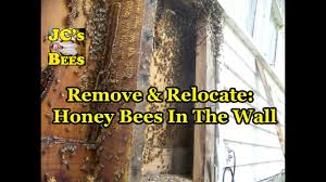 With so many good wranglers always wanting to help. Remove Relocate Honey Bees In The Wall Youtube
