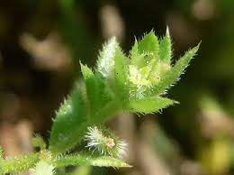 Image result for Galium scabrellum