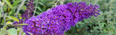 Therefore, to ensure your new acquisition will survive and grow year after year, you will need to compare the hardiness zone of your area with. Buddleia Seedless Butterfly Bush At Portland Nursery And Garden Center