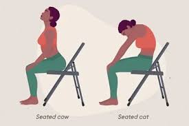 Seated Cat-Cow Stretch