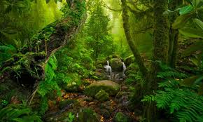 Download and use 20,000+ tropical stock photos for free. The World S Most Awesome Rainforests And How To Visit Them Wanderlust