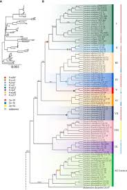 Image result for Lactuca glandulifera