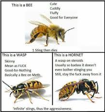 Bee Vs Wasp Vs Hornet Bee Bee Wasp Hornet Wasp