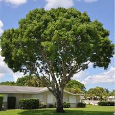 How long does it take to grow an understory tree layer How Long Does A Mahogany Tree Take To Grow Quora