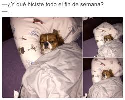 20 Memes Tan Tristes Que Te Haran Llorar De Risa Llorando De Risa Meme Gato Perros