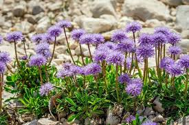 Image result for Scabiosa columbaria