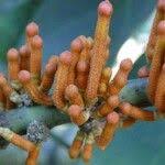 Image result for Phragmanthera usuiensis