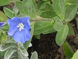 The depiction of this plant is a snapshot of how it grows in our nursery. Plantfiles Pictures Evolvulus Blue Daze Hawaiian Blue Eyes Blue Daze Evolvulus Glomeratus By Chamma