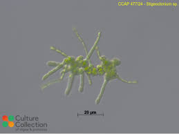 Image result for Peponium sp. A