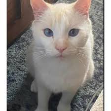 Lost Cats In BERWYN, PA