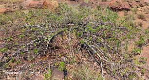 Image result for Hexalobus monopetalus