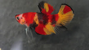 From sales to basic care, anything and everything betta! Betta Plakat Candy Koi Youtube