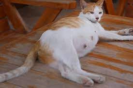 Kucing bernafas laju, kucing berak cair, kucing baka, kucing, beranak dalam rumah, kucing beranak songsang, kucing bunting berapa bulan, kucing cantik, kucing cirit birit, kucing calico, kucing comel untuk dijual, kucing comel sangat, kucing caracal, kucing cacingan, kucing cartoon. Berapa Lama Kucing Hamil Ini Penjelasannya Halaman All Kompas Com