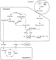 Conclusion peroxisomes and glyoxysomes are membrane enclosures, both referred in contrast, animal cells cannot carry out the net synthesis of carbohydrate from fat. Glyoxysomes An Overview Sciencedirect Topics