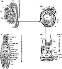 Grenze im hodengewebe zwischen der basis der hodenkanälchen (tubuli seminiferi) und dem keimzellen (spermatozyten). Hoden Kompaktlexikon Der Biologie