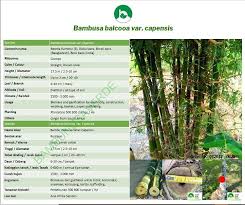 Image result for Bambusa balcooa