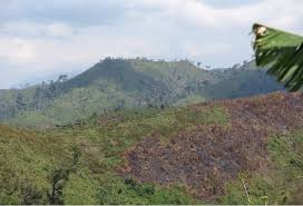 Image result for Sericostachys scandens