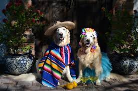 Brie And Ben In Weslaco Tx At Nana S Taqueria Restaurant Near Progreso Mexico Golden Retriever Retriever Pup