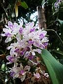 All indian states have their own government and union territories come under the. List Of Indian State Flowers Wikipedia