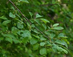 Image result for Flueggea virosa