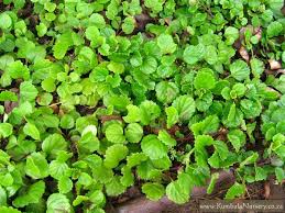 Image result for Plectranthus verticillatus