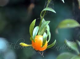 Image result for Pereskia aculeata